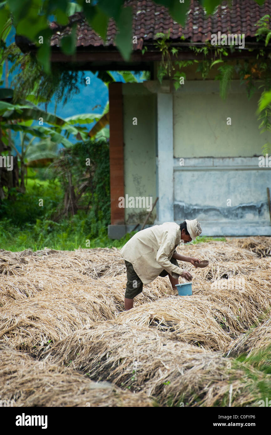 Le Sideman Valley à Bali, Indonésie, produit du riz et des légumes. Planter les haricots des travailleurs dans les rizières en terrasse pour la rotation des cultures. Banque D'Images Le Sideman Valley à Bali, Indonésie, produit du riz et des légumes. Planter les haricots des travailleurs dans les rizières en terrasse pour la rotation des cultures. Banque D'Images
