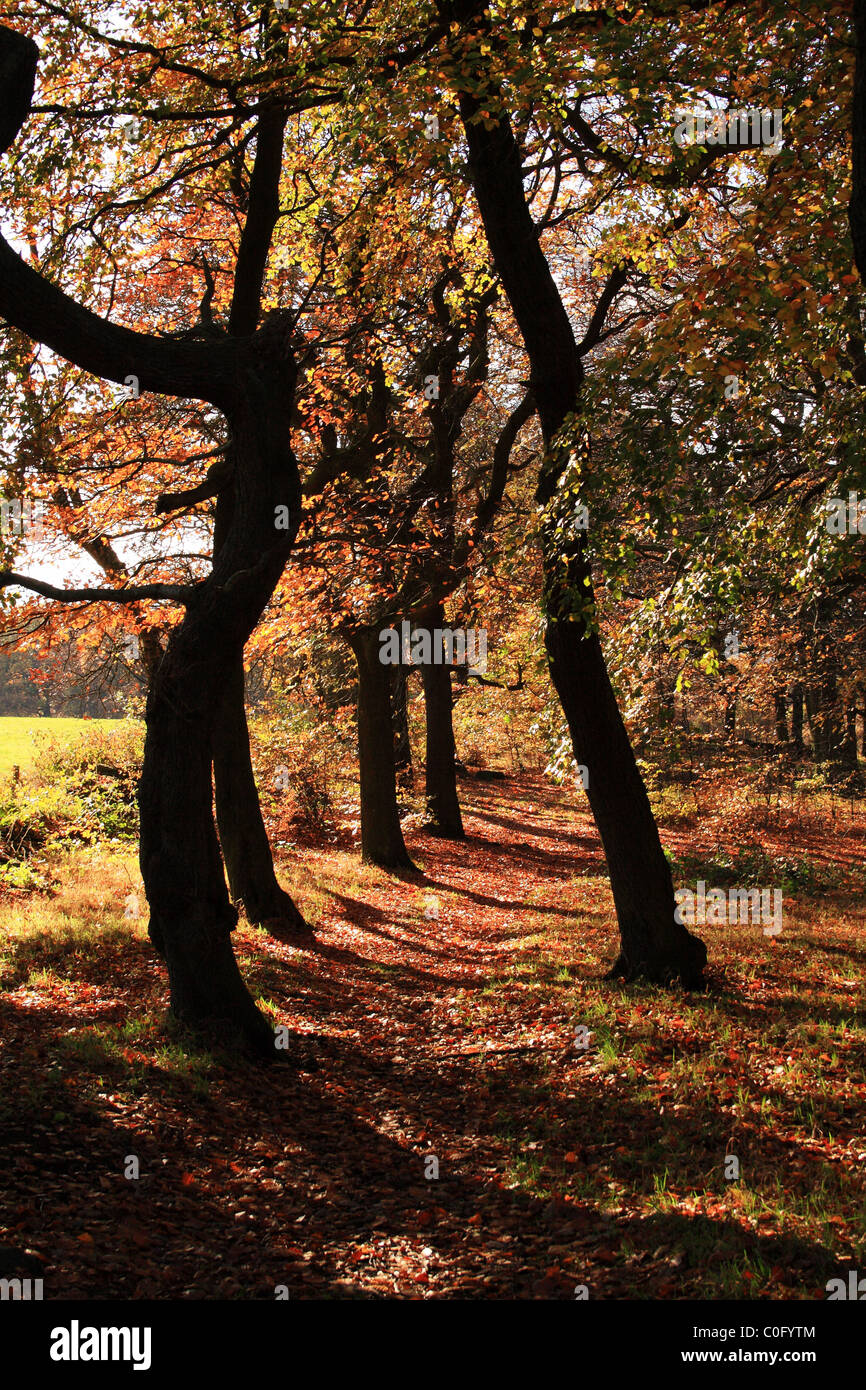 Les arbres d'automne dans un bois de hêtre Banque D'Images