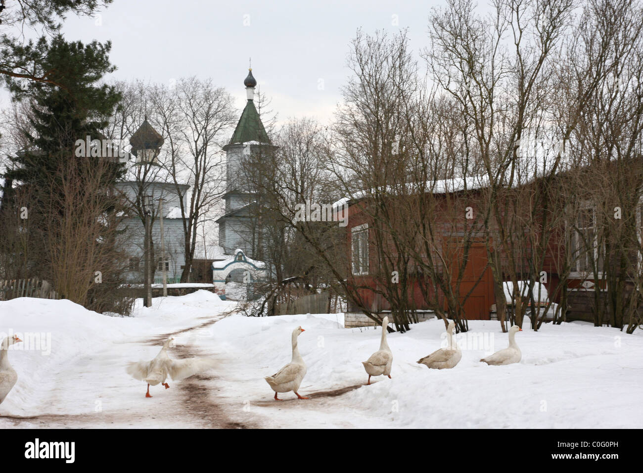 Les oies sont marcher le long de la rue du village Banque D'Images