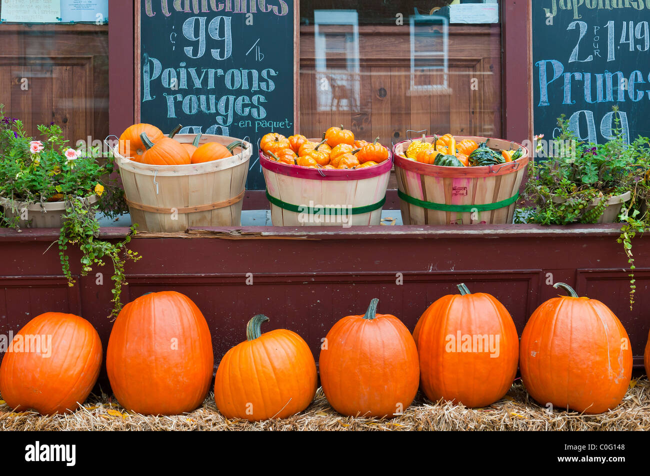 Les citrouilles, rue Laurier Montréal Canada Banque D'Images