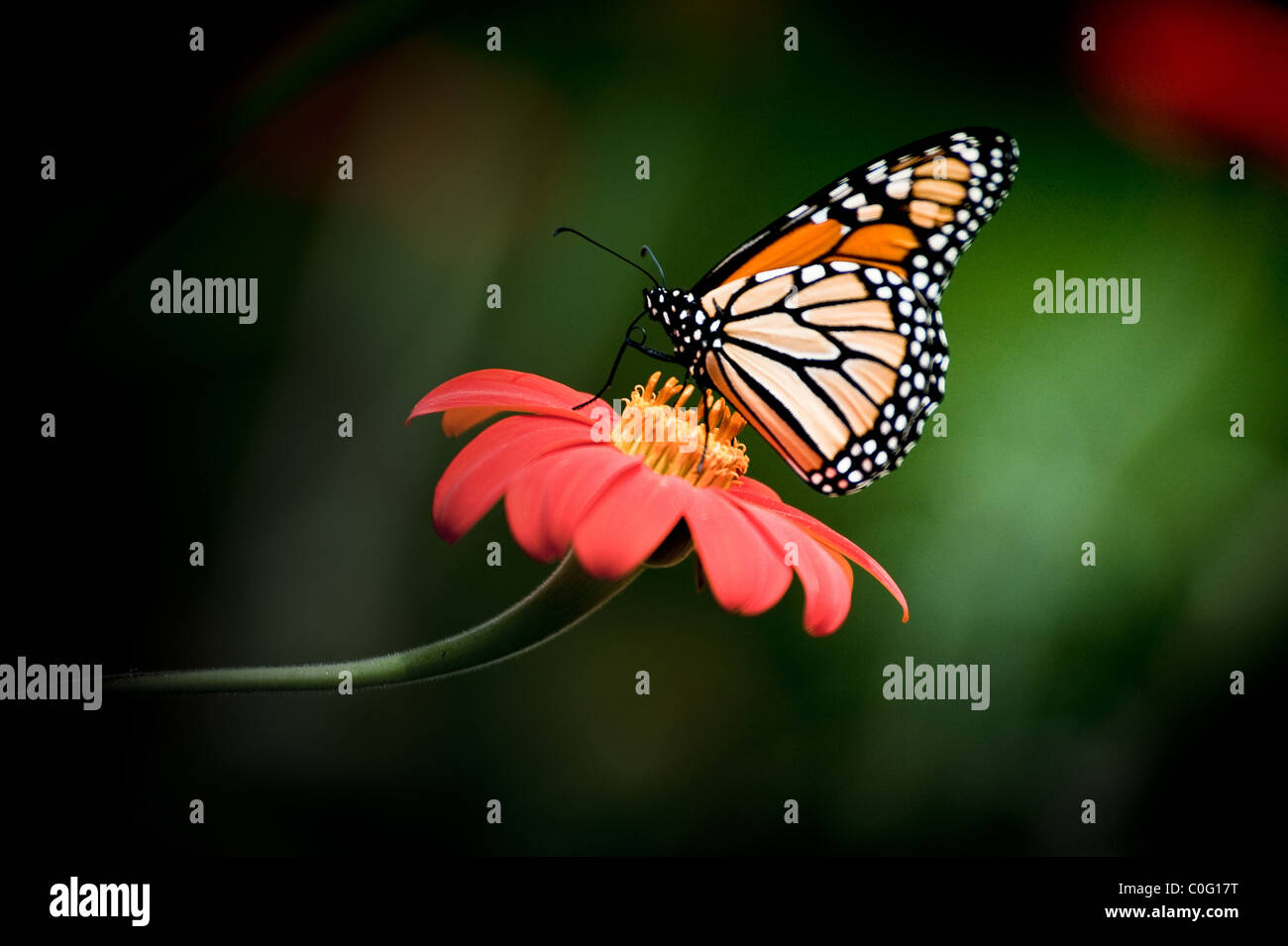 Papillon monarque sur fleur orange Banque D'Images