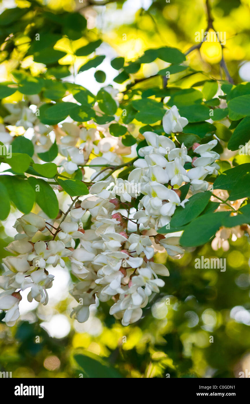 Fleurs de locust tree (faux acacia, robinier) . Banque D'Images