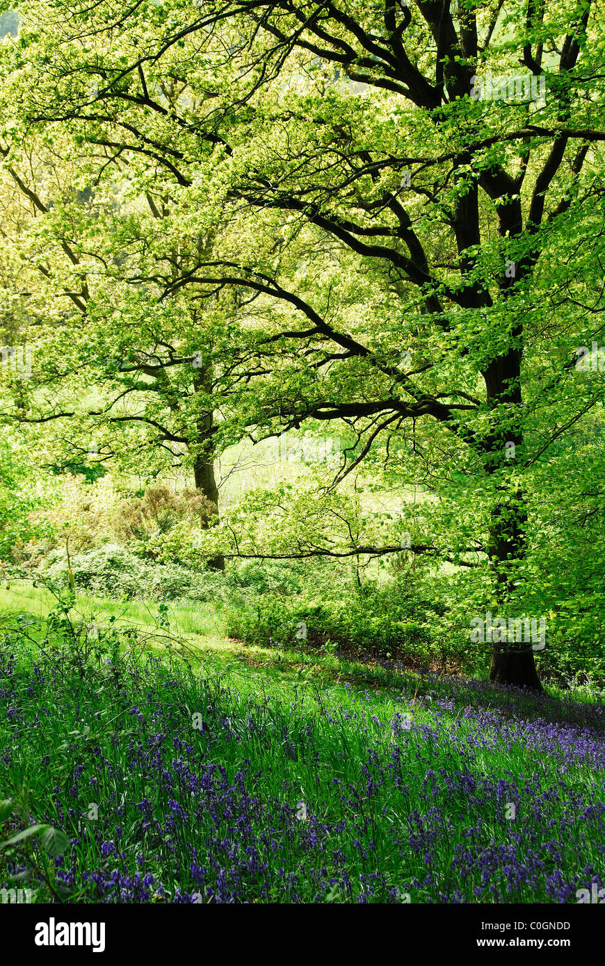 Dans Mancombe jacinthes des bois, près de Montséret, Somerset, Royaume-Uni Mai 2010 Banque D'Images