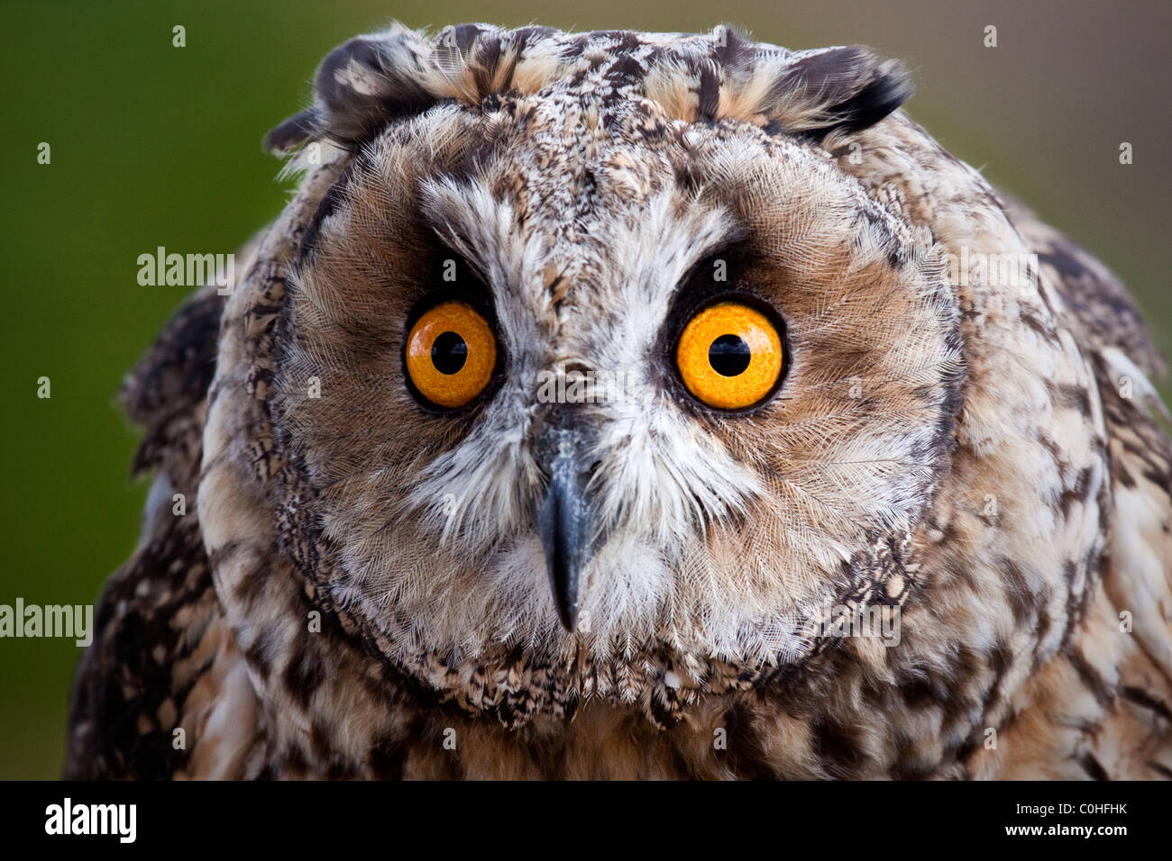 Hibou moyen long - Asio otus Banque D'Images