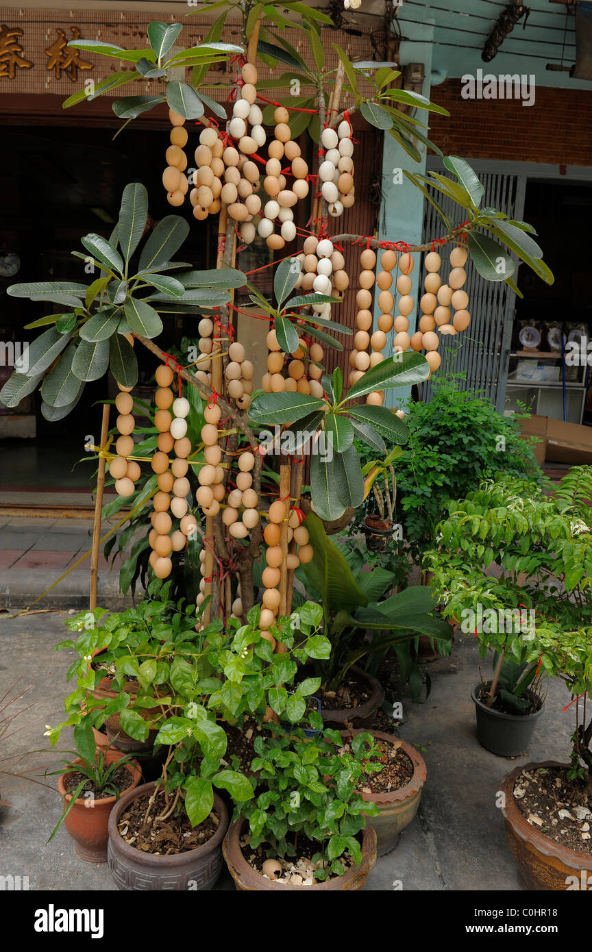 Ensemble à cordes les coquilles et pendu sur les plantes pour la bonne chance, Chinatown de Bangkok, Bangkok, Thaïlande Banque D'Images
