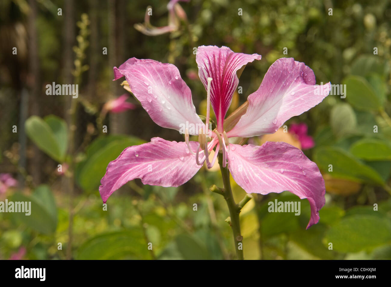 Arbre généalogique Purple Orchid (Bauhinia purpurea) fleur avec des gouttes d'eau Département des forêts Pépinière Sainte-lucie Îles du Vent Banque D'Images