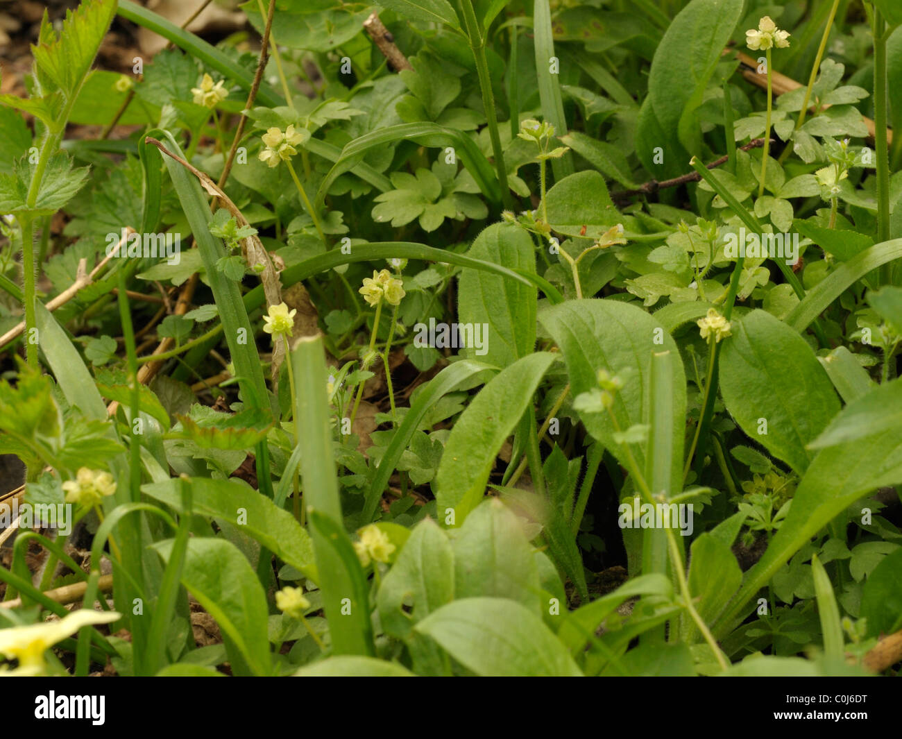 Ou Moschatel Adoxa moschatellina, horloge Mairie Banque D'Images