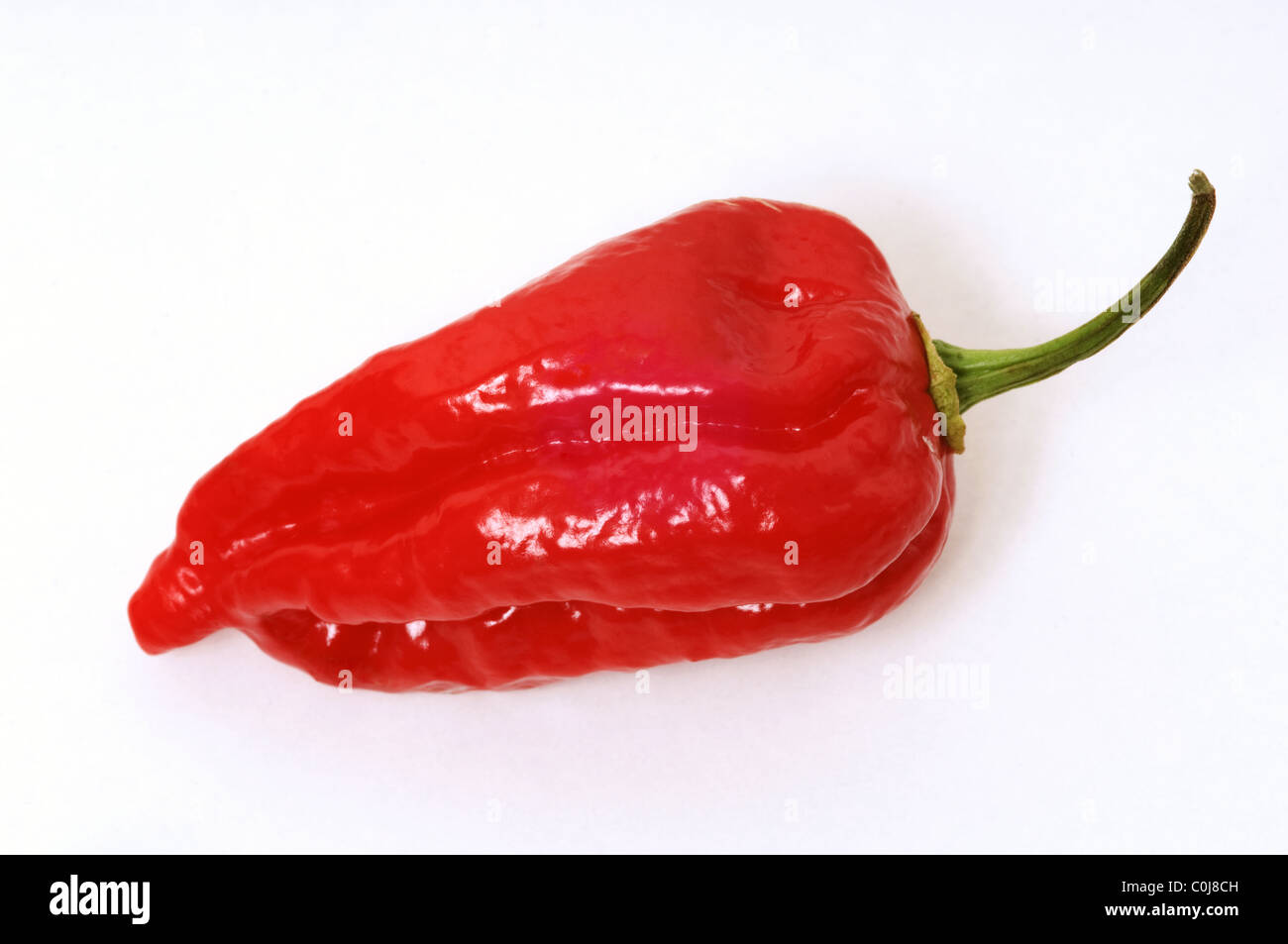 Piment Naga Dorset sur fond blanc. Largement reconnu comme l'un des meilleurs variétés de piment. Banque D'Images