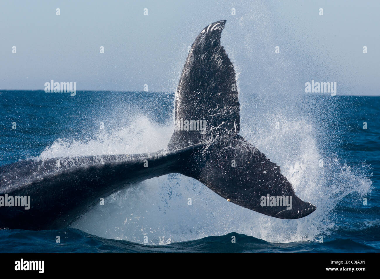 Rorqual à bosse, Megaptera novaeangliae, tthrashing sur la surface. Wildcoast, Afrique du Sud Banque D'Images