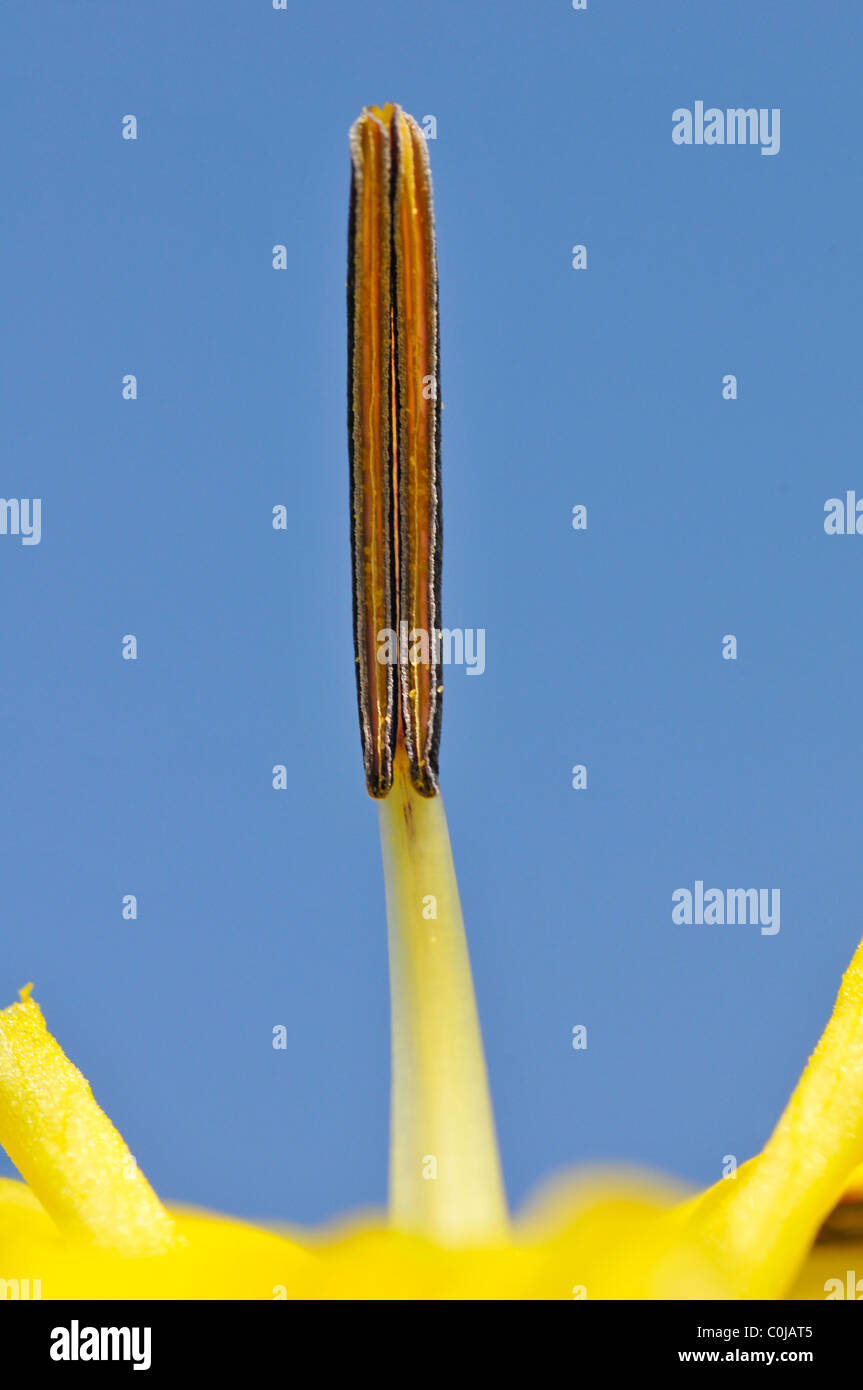 Macro d'étamine ou iris jaune (Iris pseudacorus drapeau jaune) sur fond de ciel bleu Banque D'Images