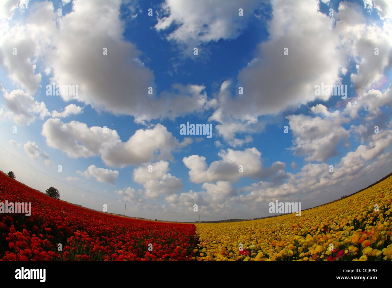 Le magnifique domaine de printemps de l'épanouissement des renoncules jaunes et rouges-ranunculus photographié par une lentille l'oeil de poisson Banque D'Images