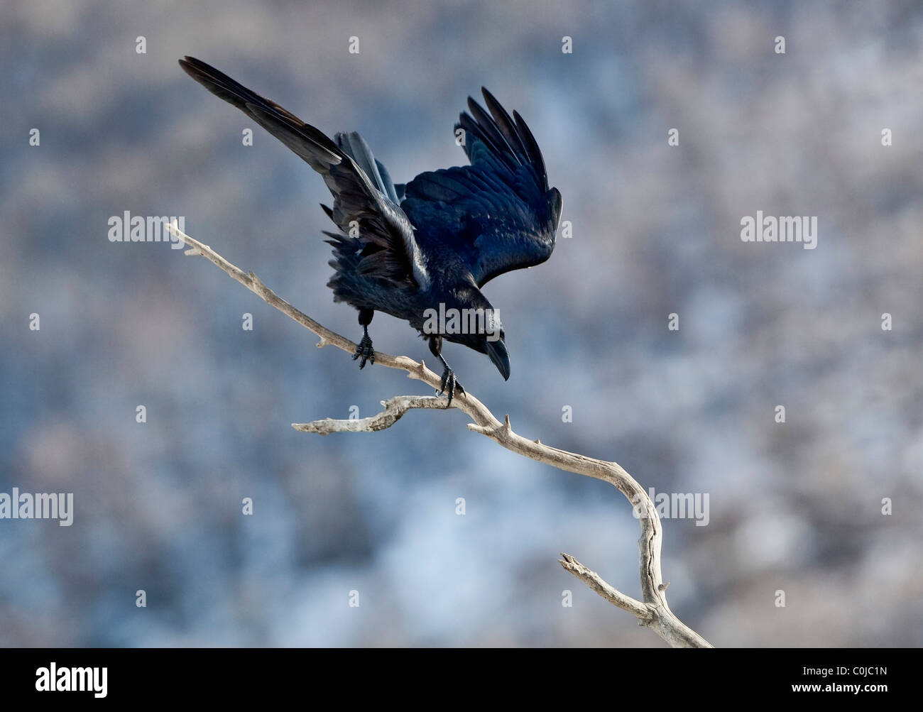 Grand corbeau (Corvus corax) landing on branch Banque D'Images