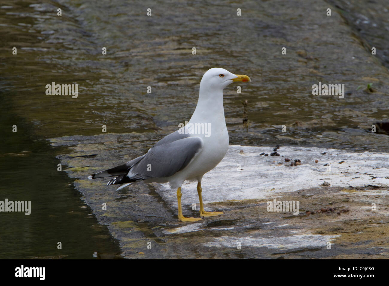 Goéland jaune ((Larus cachinnans) Banque D'Images