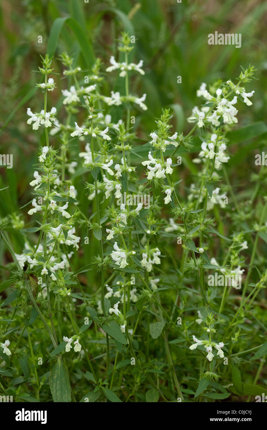 Stachys annua (Woundwort annuel), plante à fleurs. Banque D'Images