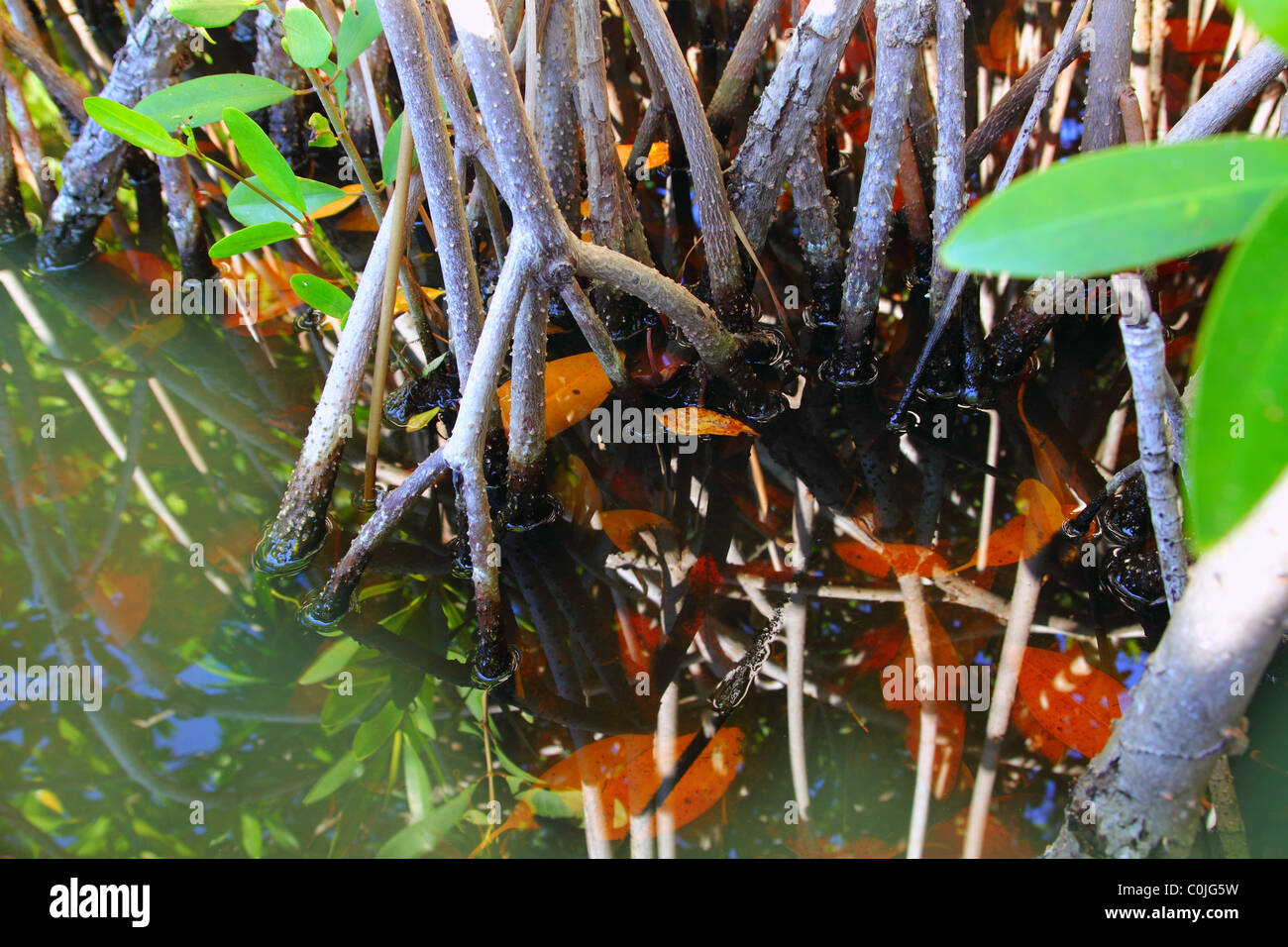 Mangrove tropical eau détail dans Sian Kaan Banque D'Images