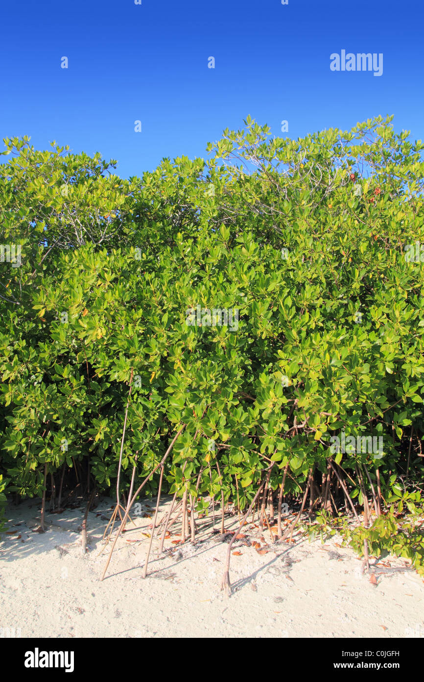 Arbre généalogique de mangrove dans le sable blanc de la mer des Caraïbes Banque D'Images