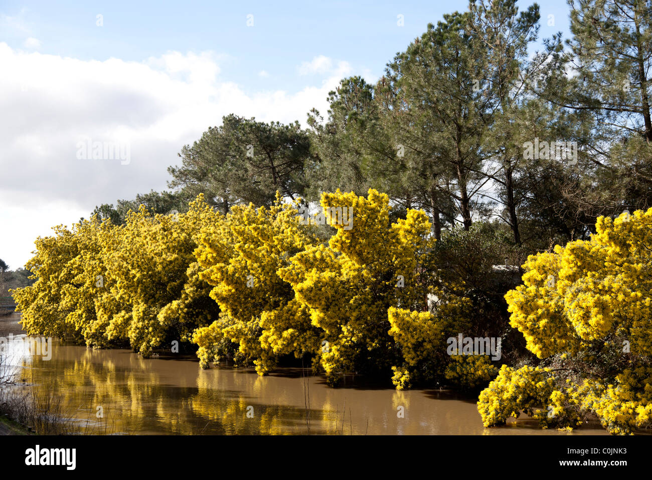 Une rangée d'arbres mimosa (Acacia dealbata) dans fleur pleine sur une rive du fleuve Boudigau (France) une rangée de mimosas en hiver. Banque D'Images