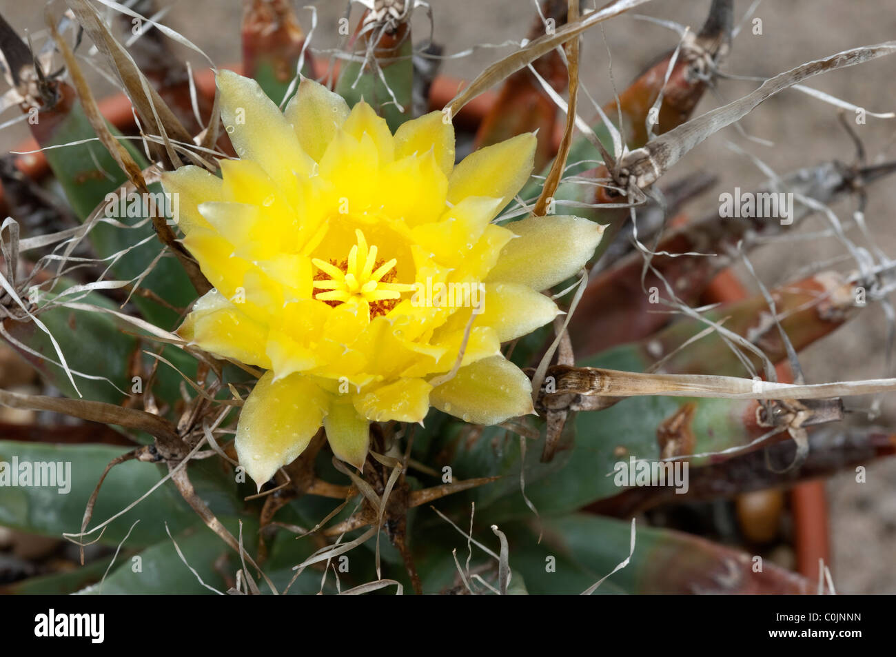 Cactus agave, Cactus Leuchtenbergia principis (Prism), la floraison. Banque D'Images