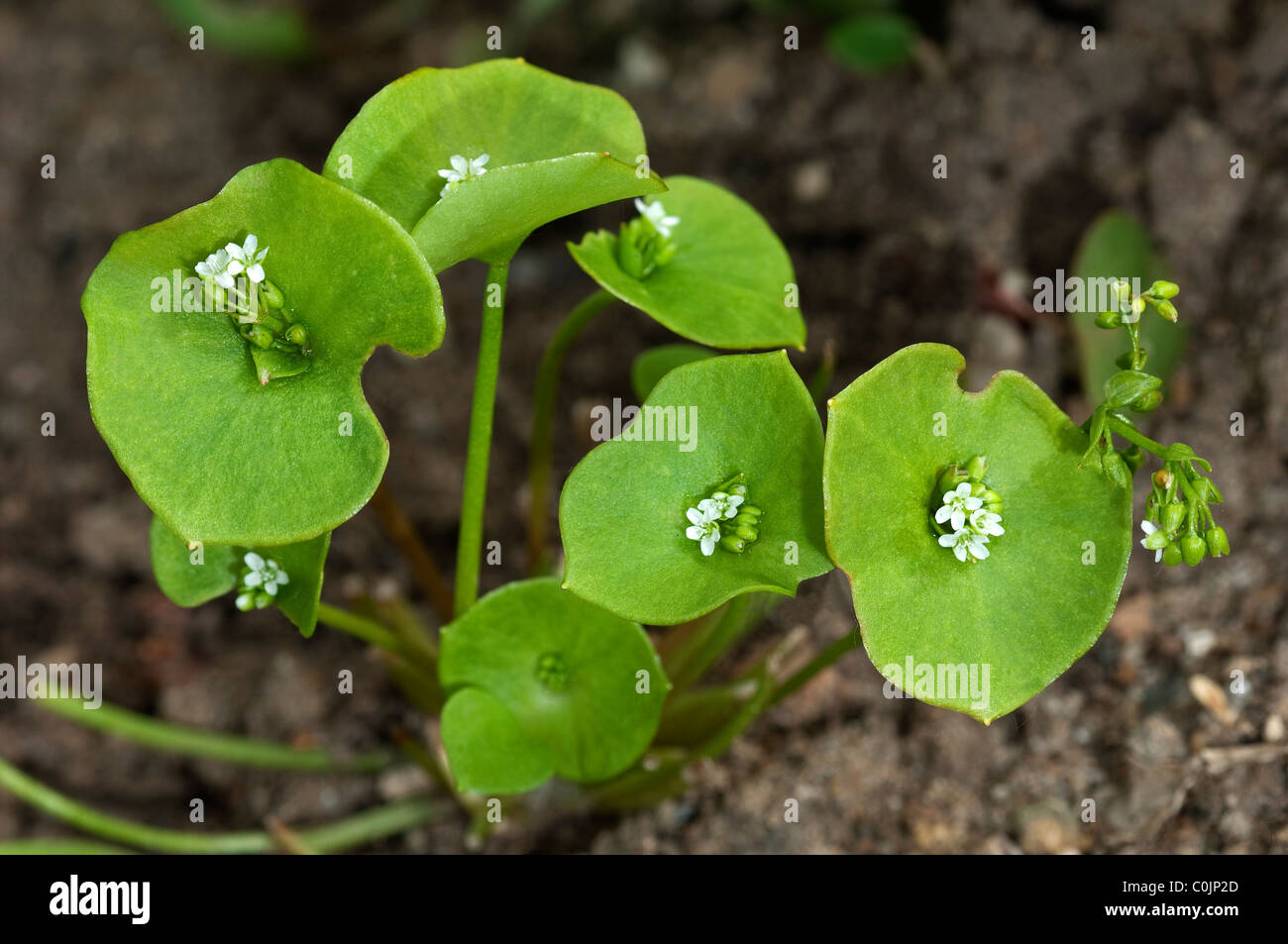 La laitue, les mineurs (Claytonia perfoliata chez le pourpier d'hiver, le Montia perfoliata chez), la floraison. Banque D'Images