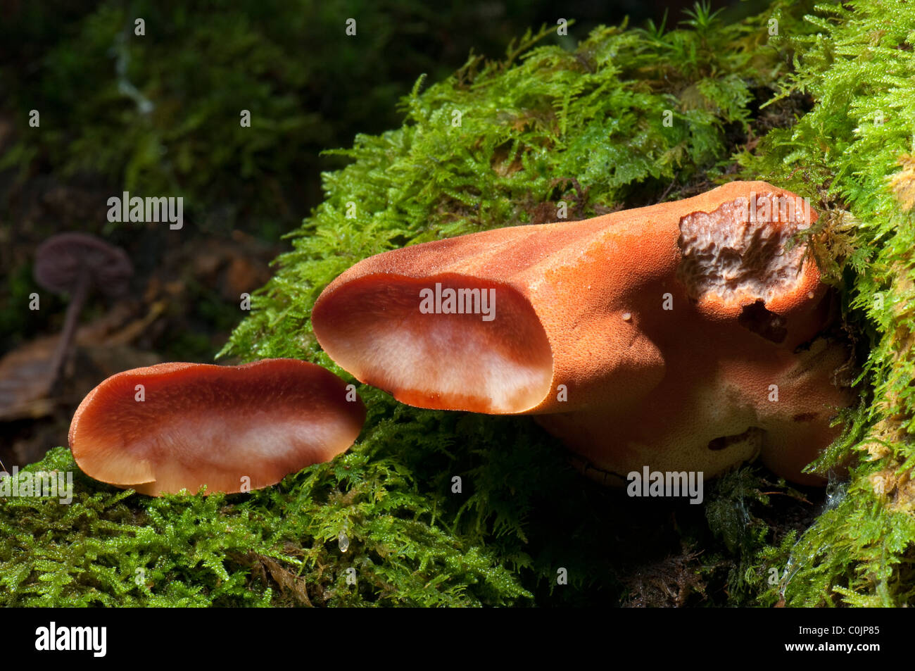 Émincé de champignon, champignon chêne rouillée (Fistulina hepatica). Des sections de la fructification, sur un vieux tronc de chêne. Banque D'Images