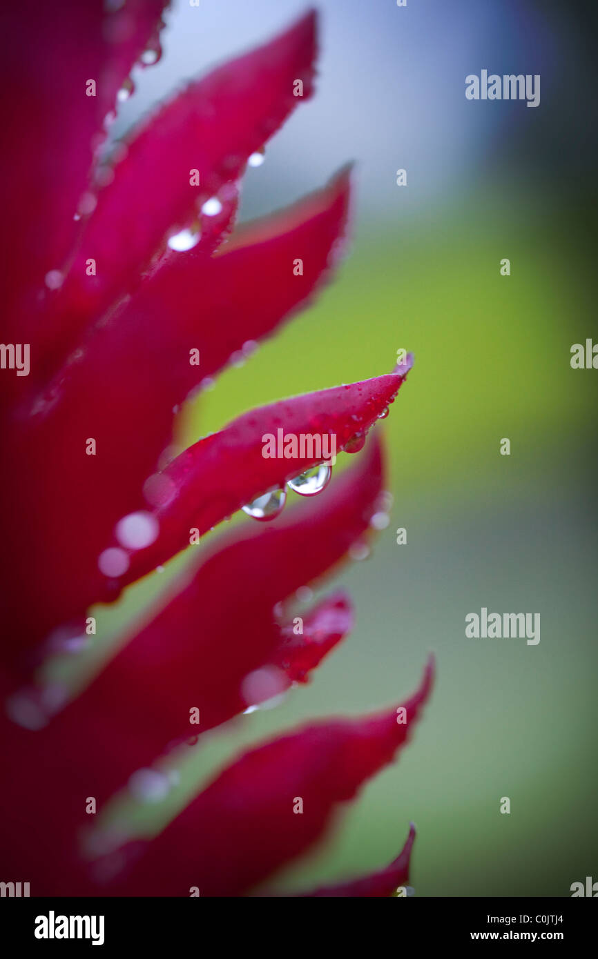 Red Ginger, Texas Banque D'Images