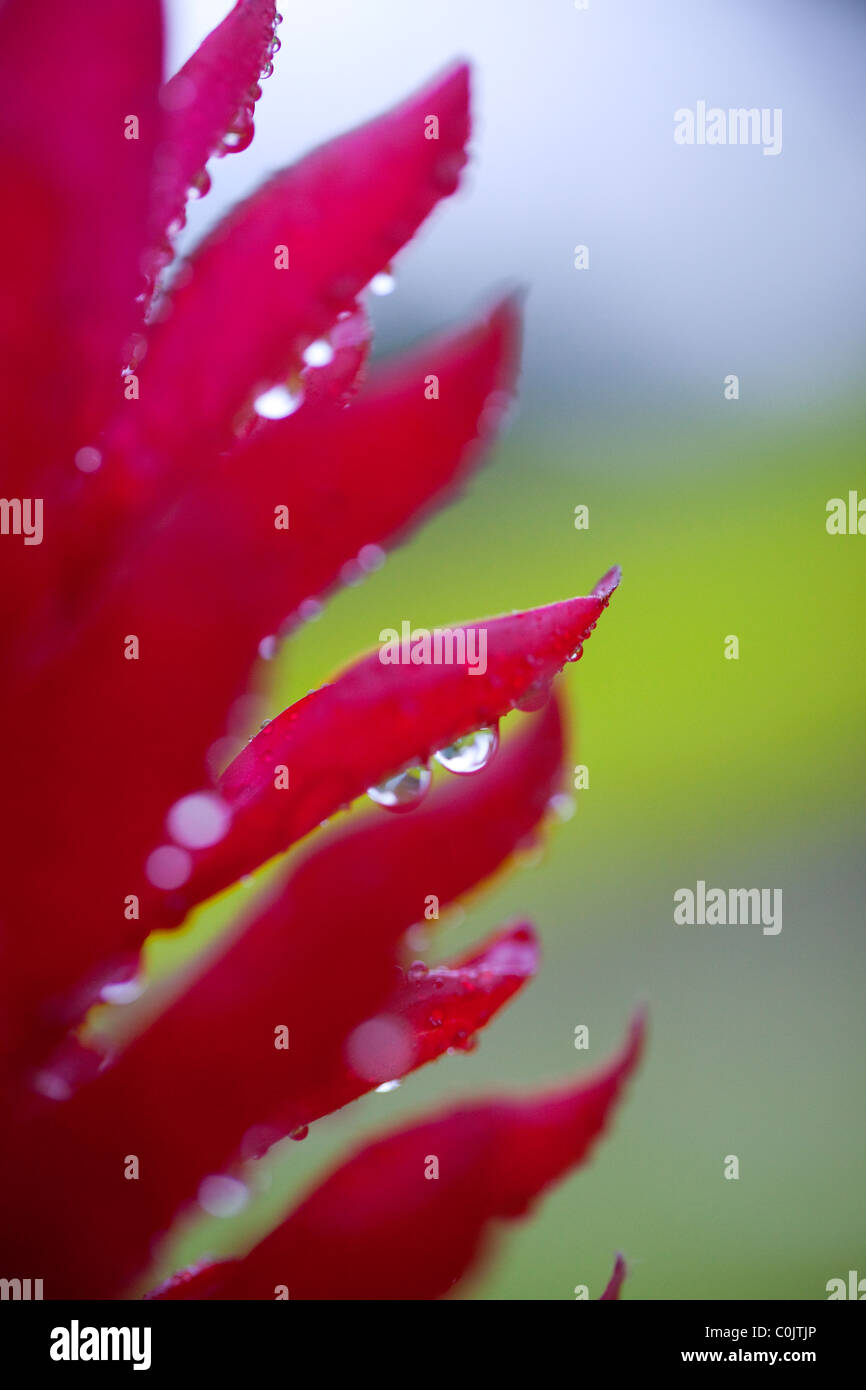 Red Ginger, Texas Banque D'Images