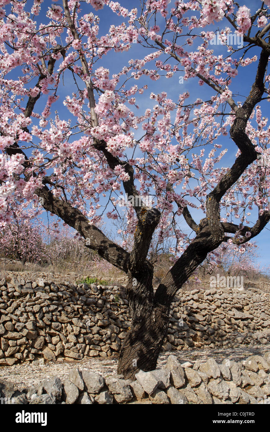 Amandier en fleurs, (Prunus dulcis), près de Benimaurell, Bazas, Province d'Alicante, Communauté autonome de Valence, Espagne Banque D'Images