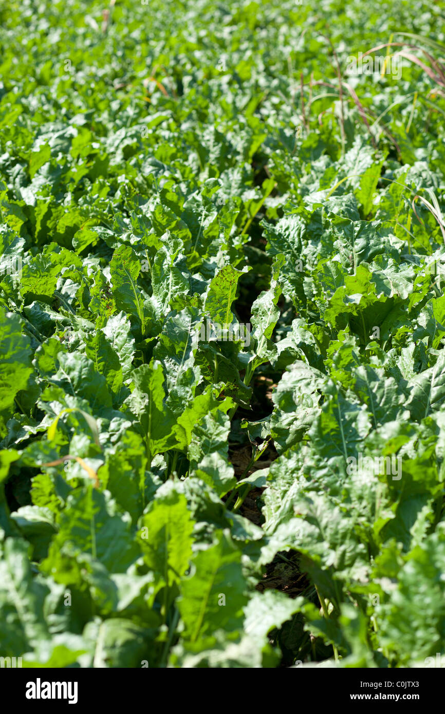 Agriculture champ agricole betterave betterave à sucre Banque D'Images