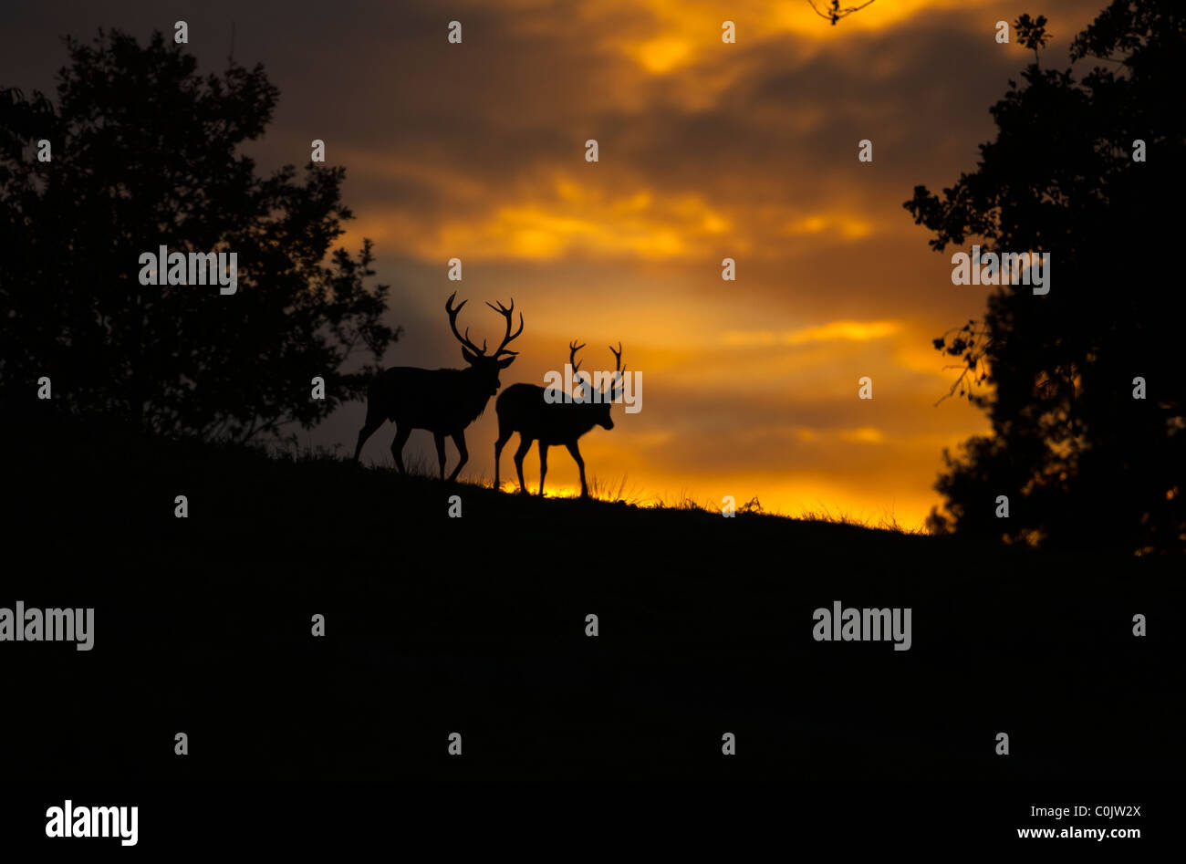 Red Deer (Cervus elaphus, Bradgate Park, Newton Linford, Leicestershire, UK, Europe Banque D'Images