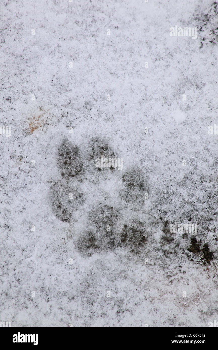 Paw Print près de fond sablonneux, Skyline Drive, Shenandoah National Park, Virginia, USA Banque D'Images