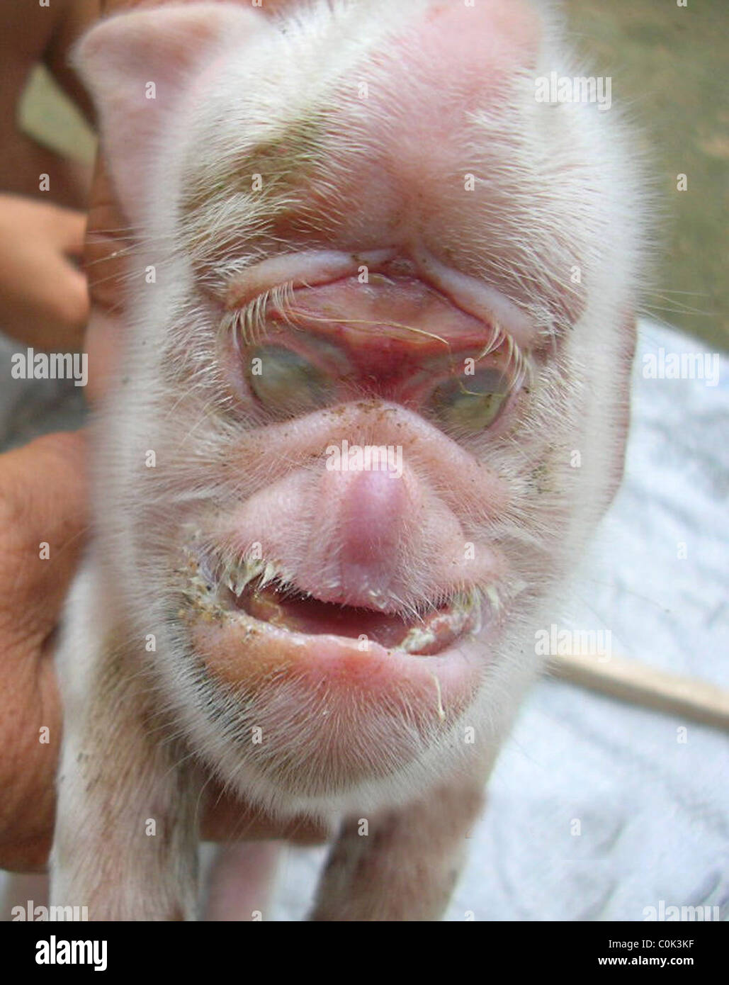 Petit Singe Nommé En Référence à Des Religieux Birth of the monkey Banque de photographies et d'images à haute résolution  - Alamy