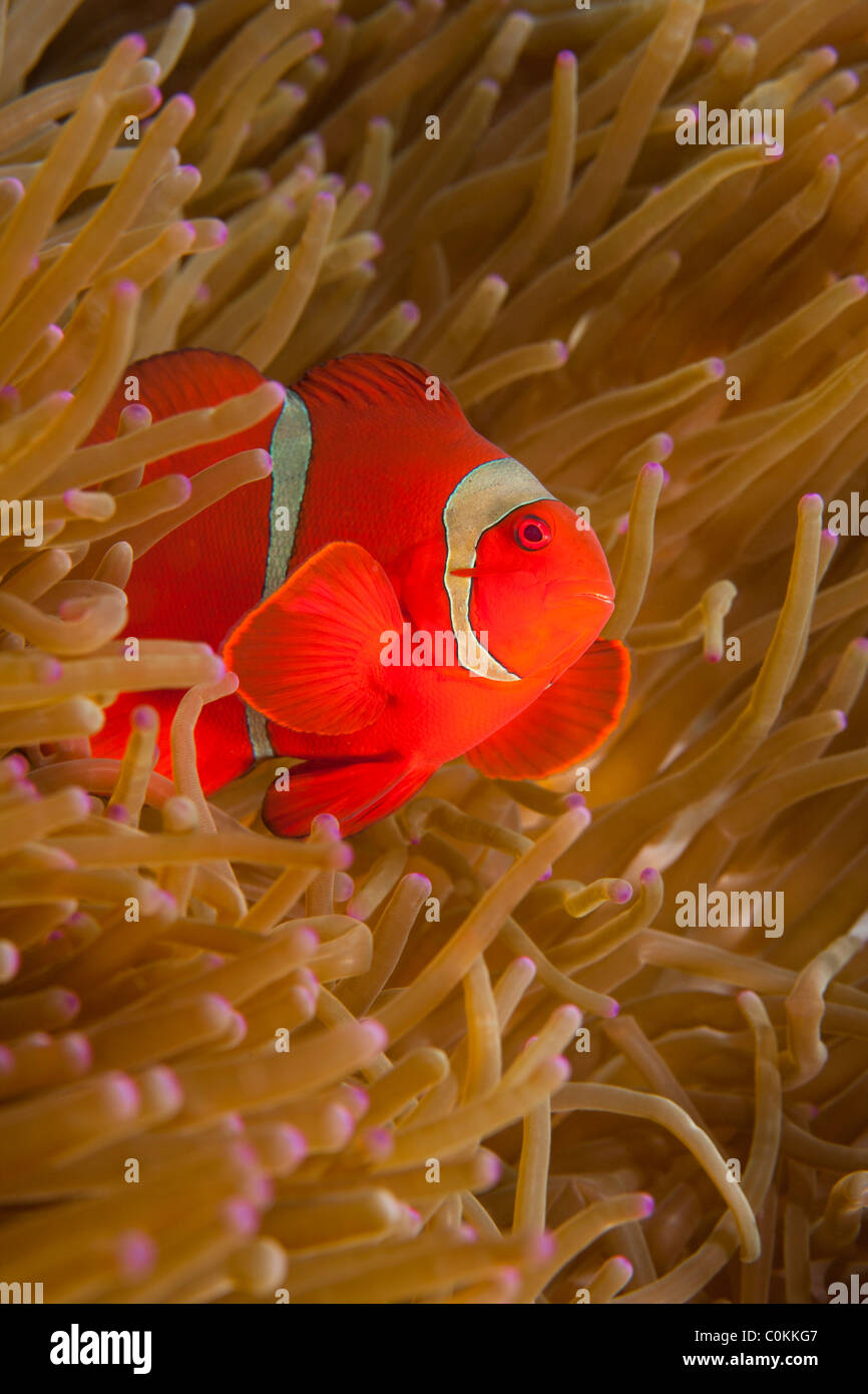 Spinecheek (Premnas biaculeatus poisson clown) pour la lampe-tentacules d'anémone de mer Entacmaea (quadcolor) Banque D'Images