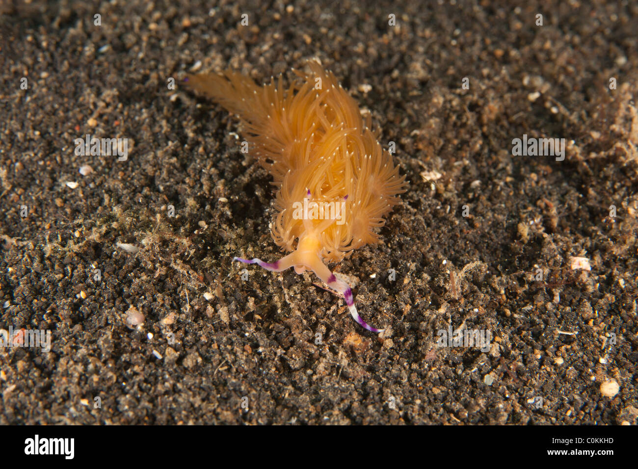 Nudibranche Dragon bleu (Pteraeolidia lanthina) Banque D'Images