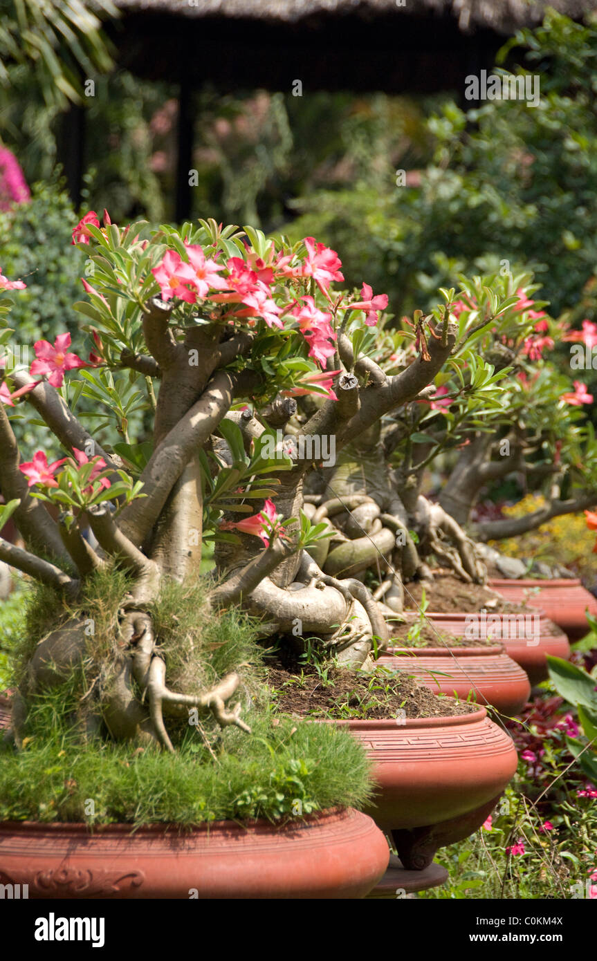 L'Asie, Vietnam, Ho Chi Minh Ville (Saigon) aka. L'île de Thoi Son situé le long de la rivière Mekong Delta, jardins. Banque D'Images