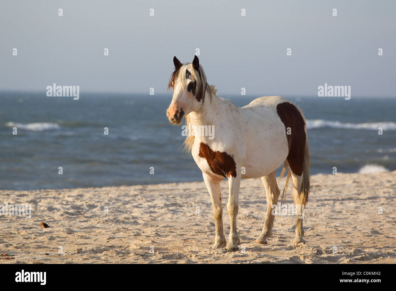Assateague wild pony, (Equus caballus), Lone étalon sauvage sur plage, Assateague Island National Seashore, Assateague Island Banque D'Images
