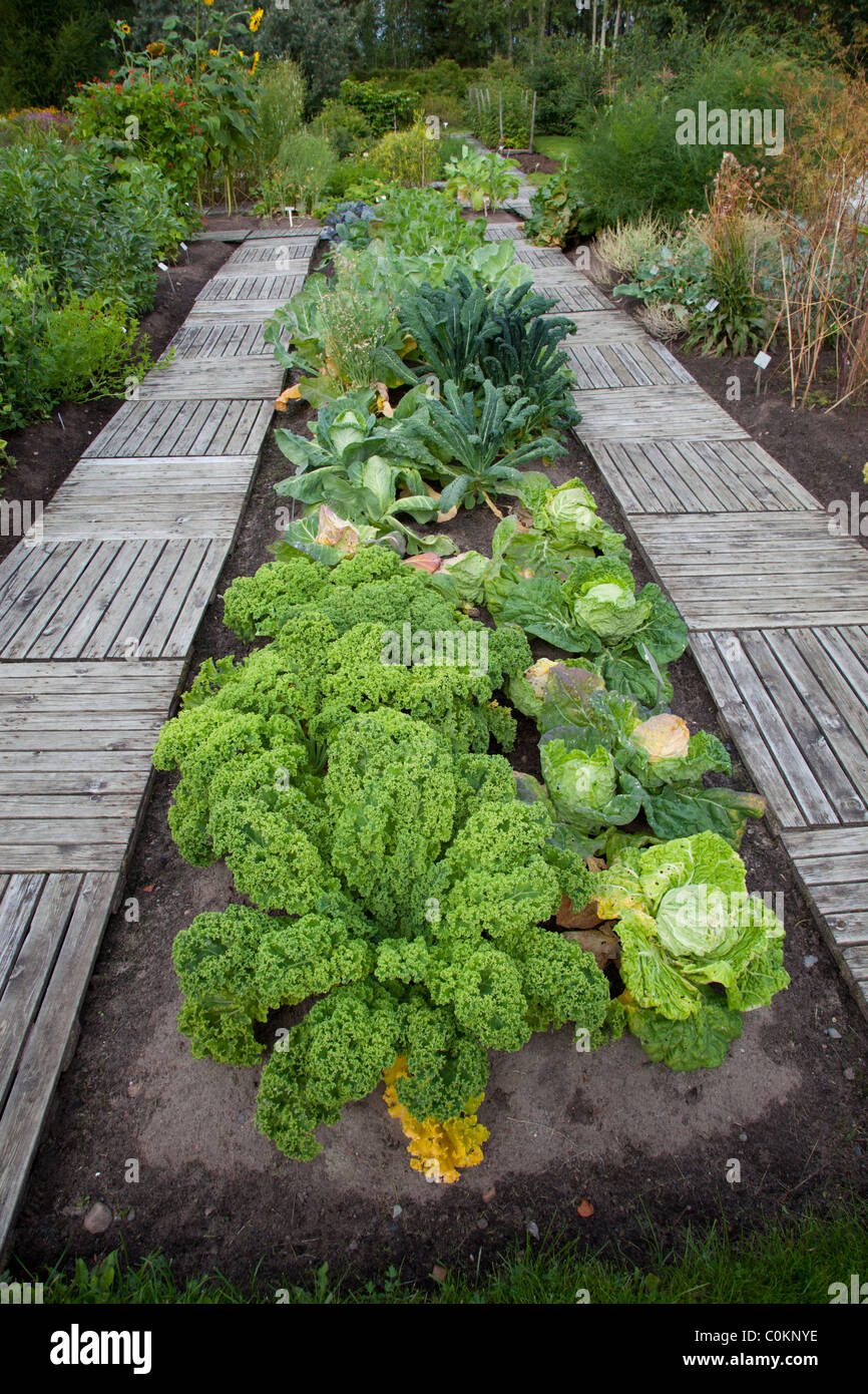 Spécimens de différentes espèces de chou en culture au jardin botanique de l'Université d'Oulu , Finlande Banque D'Images