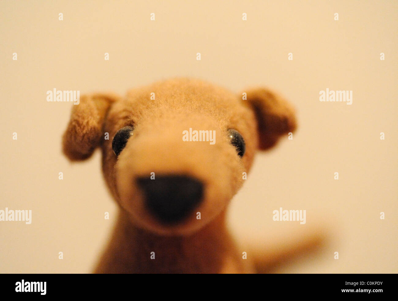 Chien jouet Banque D'Images