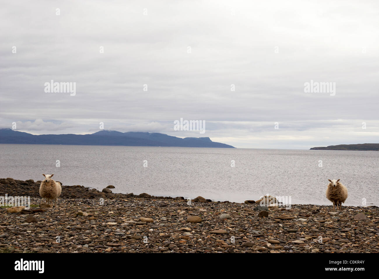 Moutons sur la rive de l'île de Skye Elgol proche avec les îles de Soay et rhum dans la distance. Banque D'Images