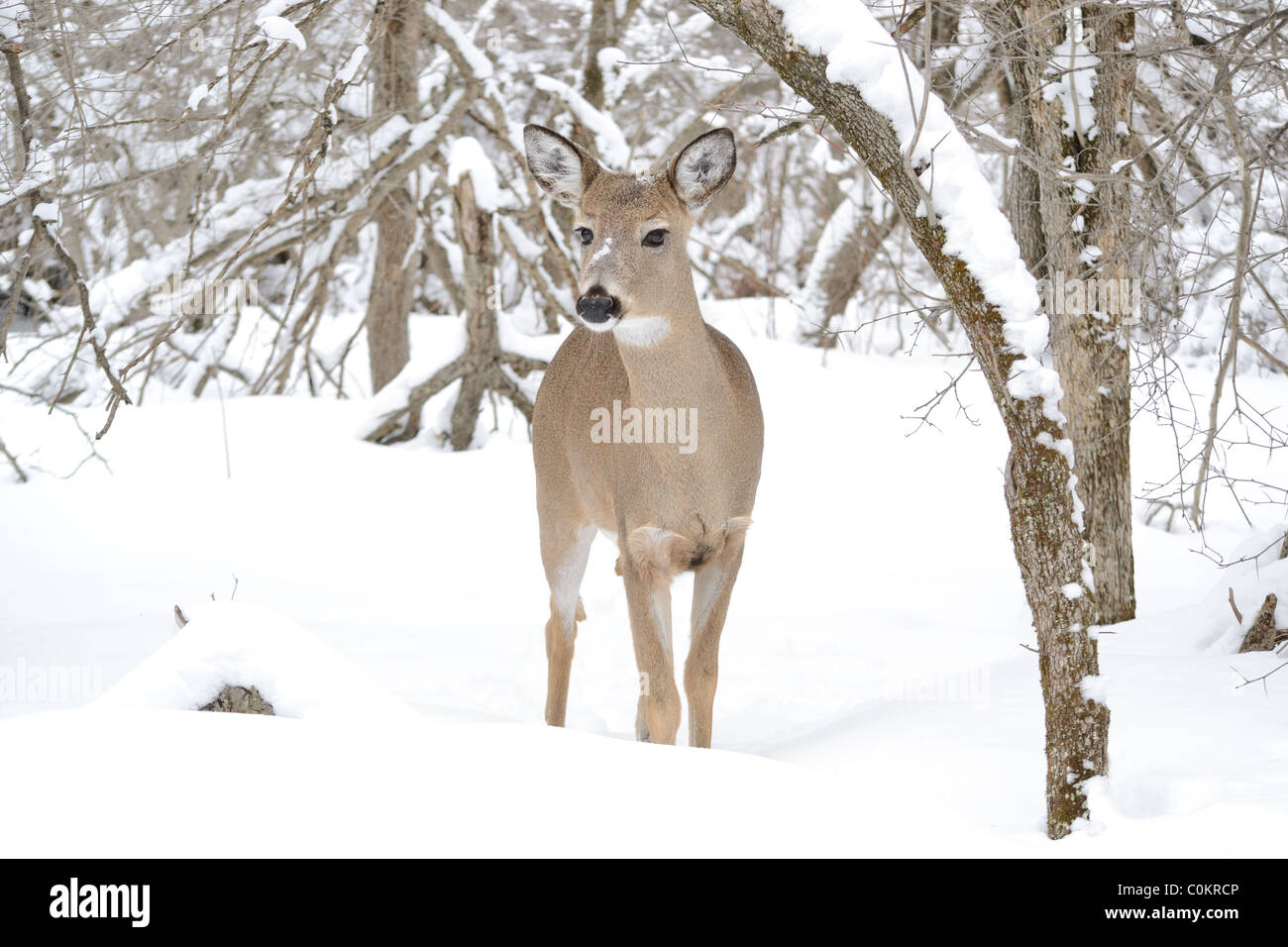 Doe cerf debout dans les bois en hiver la neige. Banque D'Images