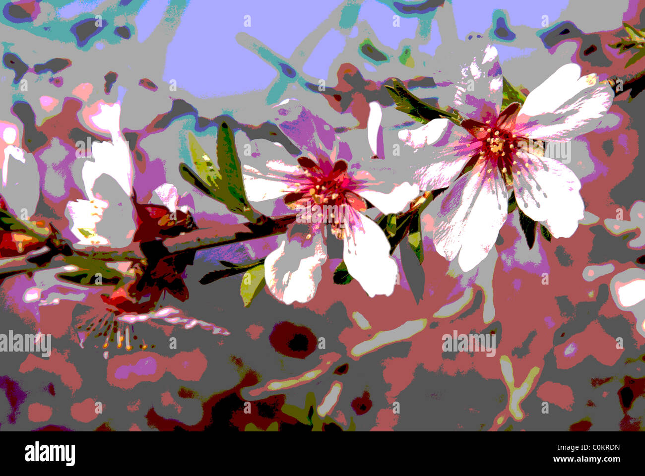 Fleur d'amande (Prunus dulcis), menus affecter : Posterized Banque D'Images