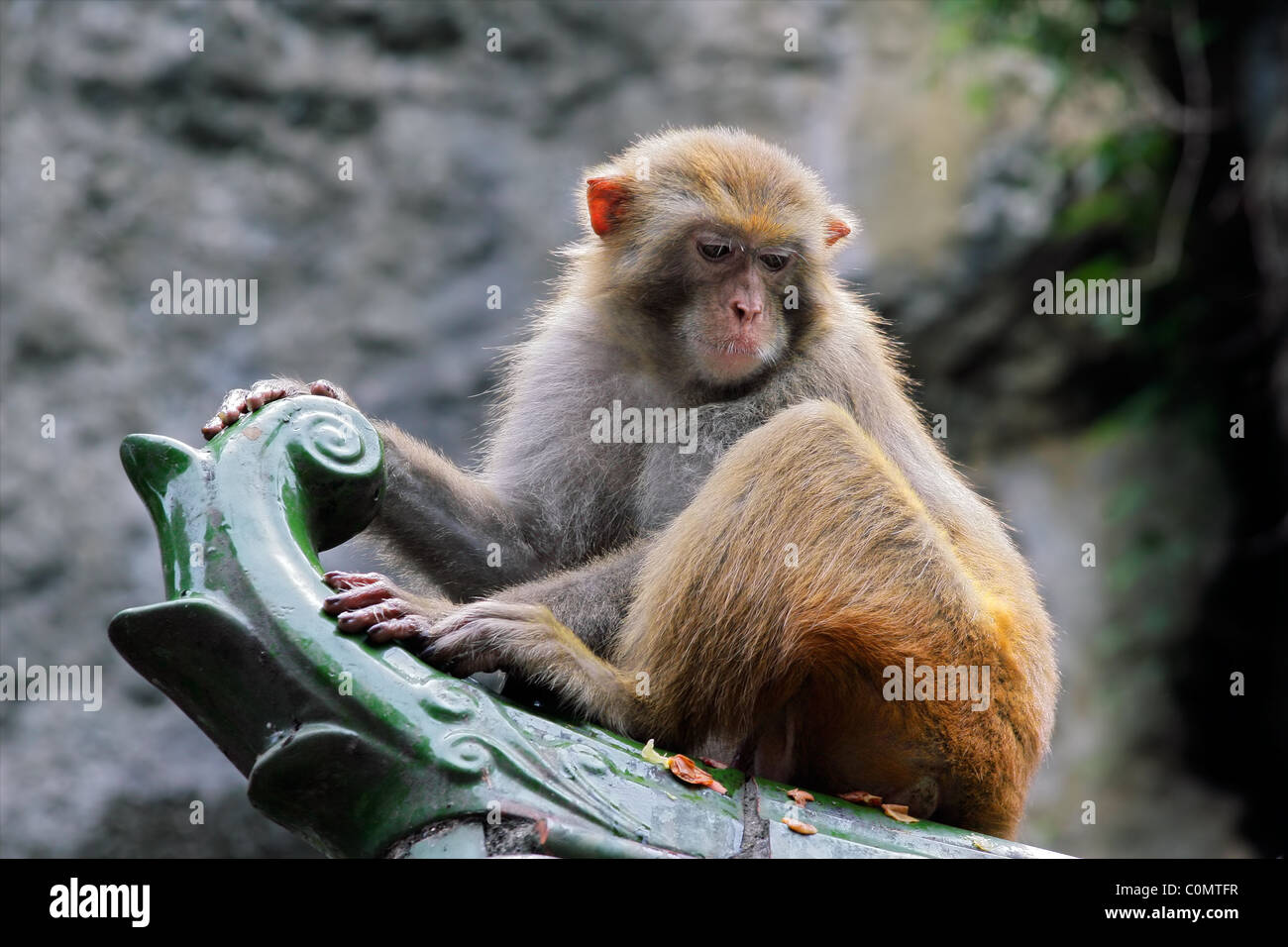 Singe macaque Rhésus (Macaca mulatta), le sud de la Chine Banque D'Images