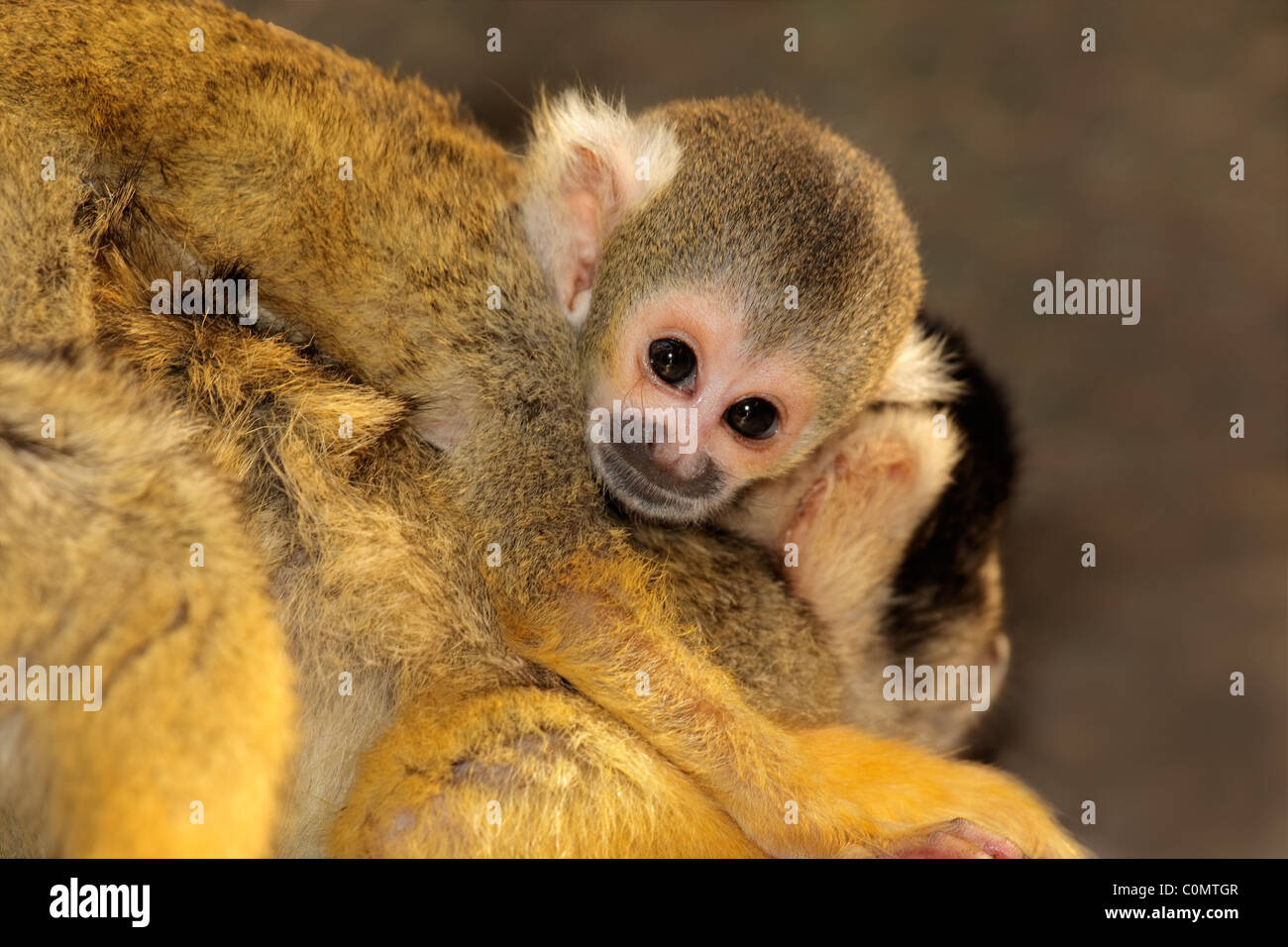 Singe écureuil (Saimiri sciureus) avec petit bébé Banque D'Images