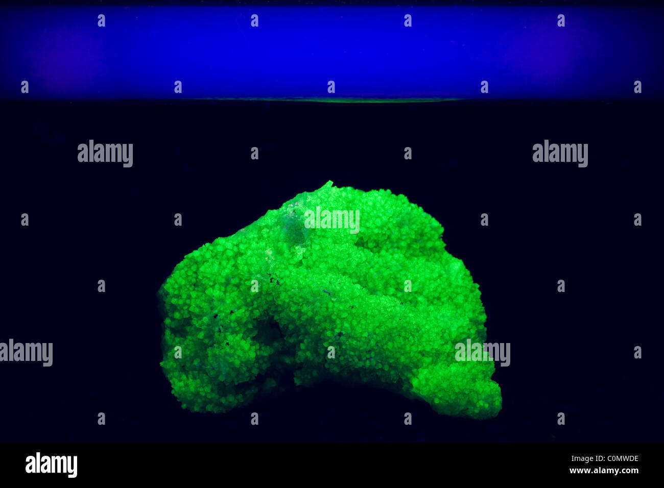 Adamites Rock fluorescence sous la lumière ultraviolette - Fluorescence Lampe Banque D'Images