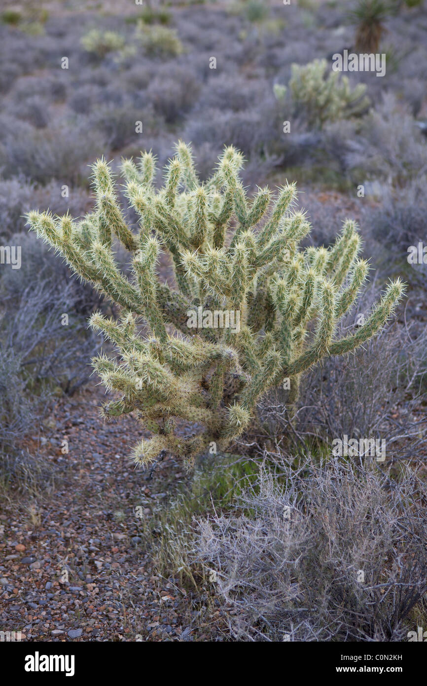 Cactus au Red Rock Canyon, Nevada Banque D'Images