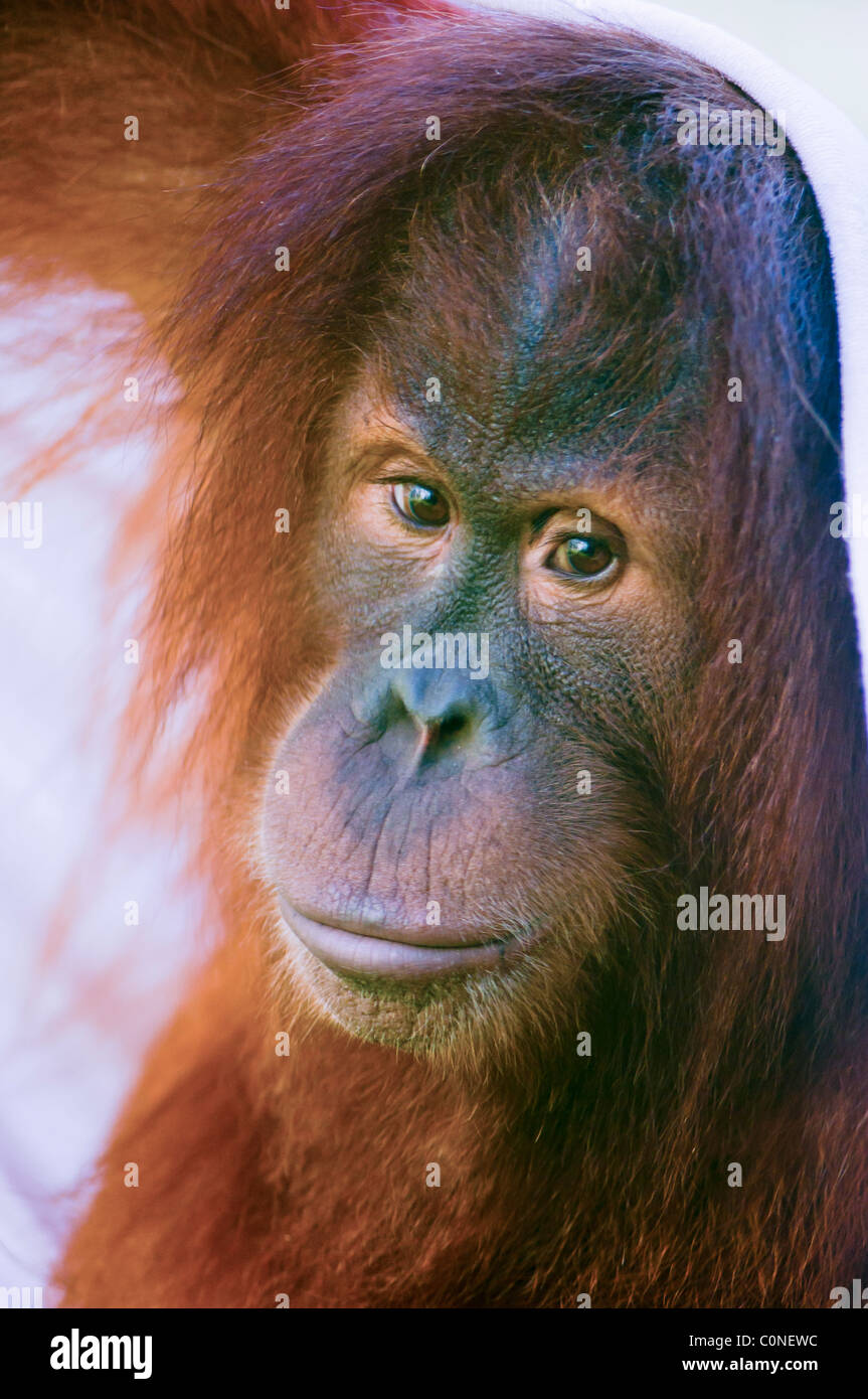 A Cute orang-outan jouant avec sa couverture préférée. Banque D'Images
