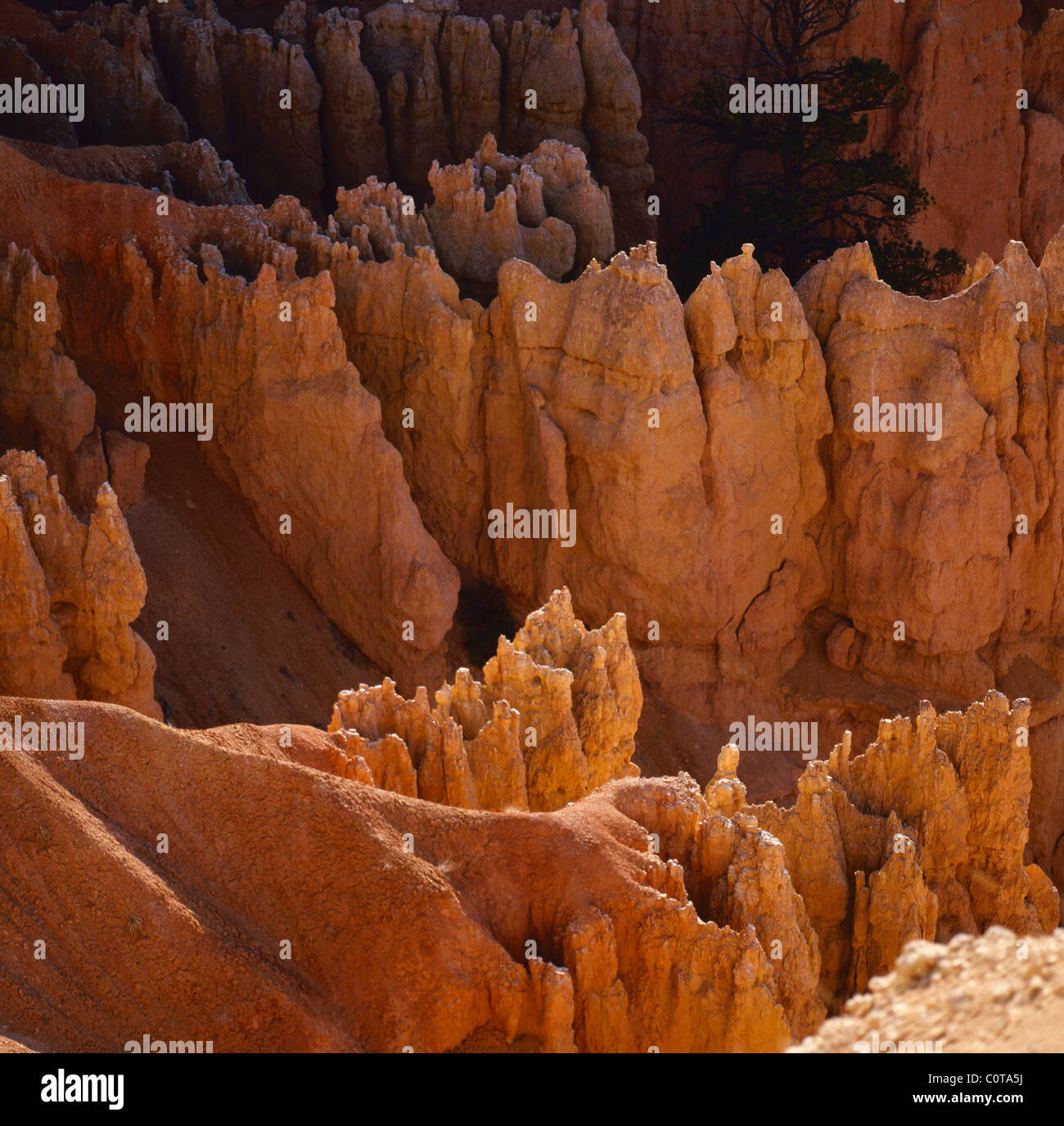 Bryce Canyon dans l'éclat des couleurs chaude lumière de l'aube Banque D'Images