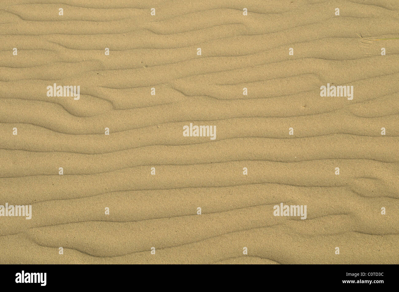 Ondulations dans le sable des dunes de sable.. tête de l'Est, l'ouest wittering, West Sussex, UK. Banque D'Images