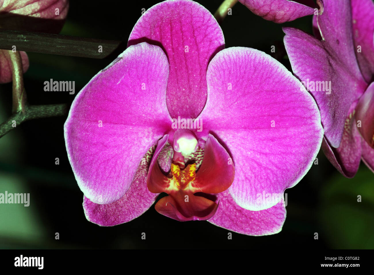 Famille des Orchidacées Orchidée Cambria Banque D'Images