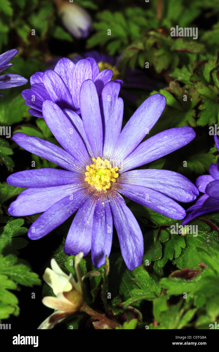 Famille Ranunculaceae Anemone fleur bleu Banque D'Images