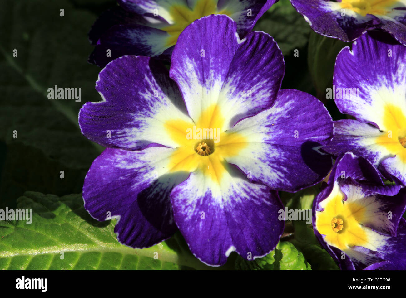 Primrose Primula spp Famille Primulaceae variété de fleurs de printemps Banque D'Images